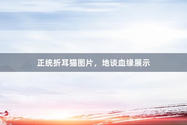 正统折耳猫图片，地谈血缘展示